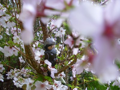 Kirschblüten (16).JPG