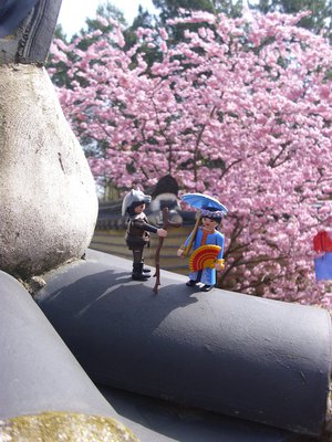 Kirschblüten Korea2.JPG