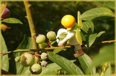 gruenbeeren.jpg