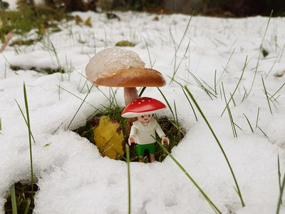 Pilz 1.jpg