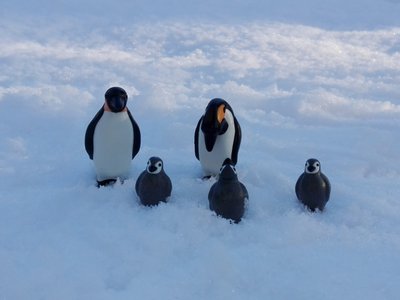 Pinguine-1.jpg