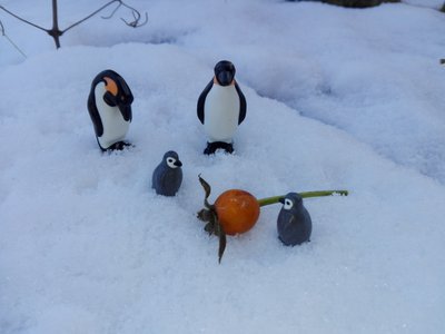 Pinguine-5.jpg