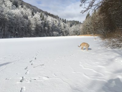 Schweiz 1.jpg