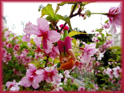 Kirschblüten (2).JPG