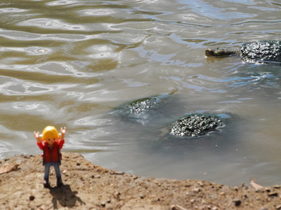 Wasserschildkröten.JPG