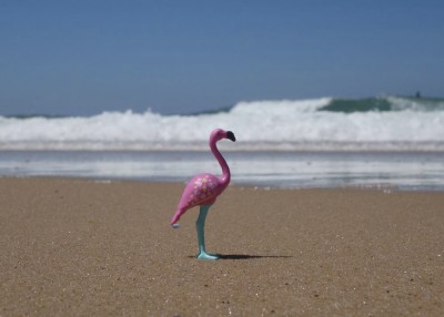 Flamingo1.jpg