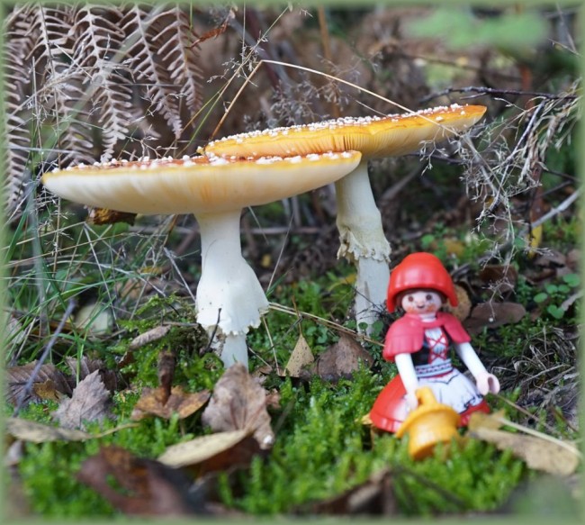 Pilz5.jpg