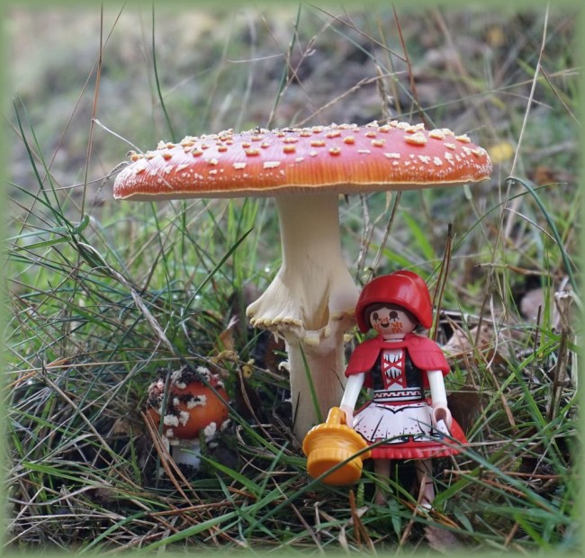 Pilz4.jpg