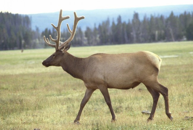 Bild 3c Wapiti-Hirsch.JPG