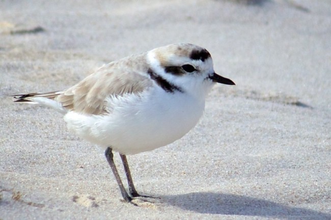 Bild 6 Westlicher Schneeregenpfeifer (Charadrius nivosus).jpg