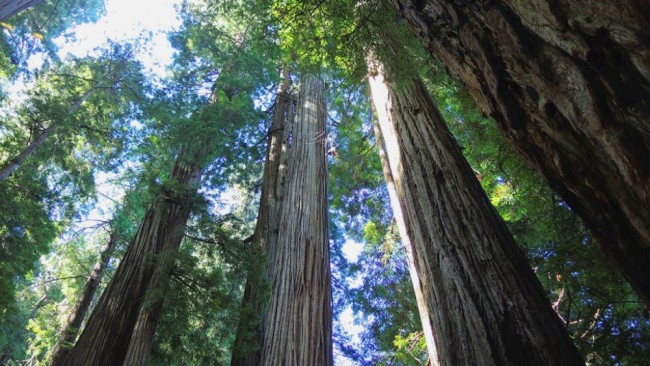 Bild 4 Redwood National Park.jpg