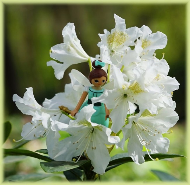 Rhododendron1.jpg