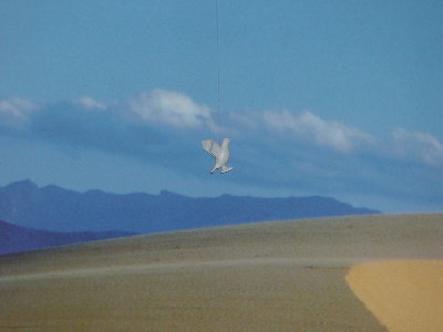 regatta 2.runde 015.jpg (156.18 KiB) 1345 mal betrachtet regatta 2.runde 015.jpg