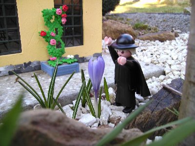 krokus1.JPG