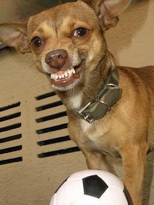 Fußballleidenschaft.jpg (24.19 KiB) 643 mal betrachtet Fußballleidenschaft.jpg