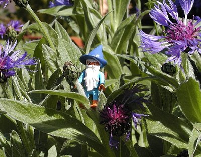 Blauer Zwerg.jpg