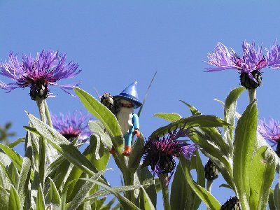 Blauer Zwerg2.jpg