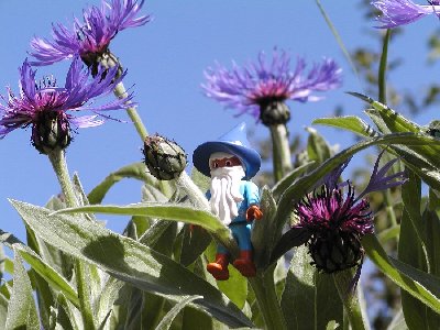 Blauer Zwerg3.jpg