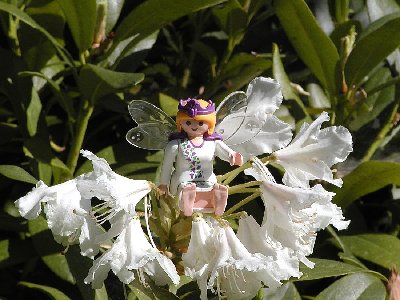 Rhododendronelfe weiss.jpg