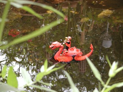 Nehle03 auf dem Wasser.jpg (197.42 KiB) 641 mal betrachtet Nehle03 auf dem Wasser.jpg