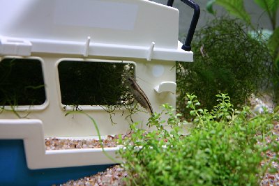 garnele.jpg (211.39 KiB) 717 mal betrachtet garnele.jpg