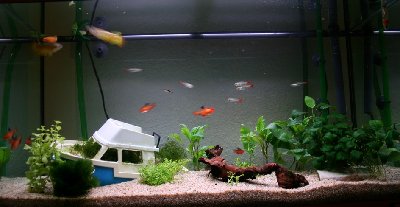seitlich.jpg (163.57 KiB) 873 mal betrachtet hier mal mein Aquarium... und ein geheimnisvoller, abgesoffener Kahn!<br />Musste alles schnell gehn Fische gabs schon, darum Pflanzen alle klein ;D