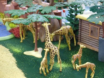 Safarizoo Giraffen.jpg