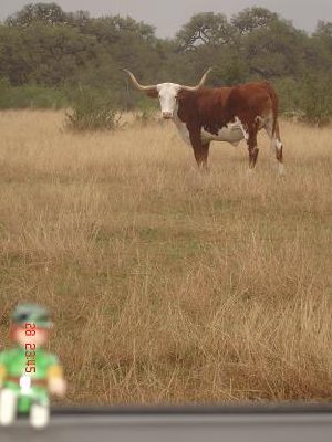 Longhorn.JPG (32.67 KiB) 3643 mal betrachtet &quot;Um Longhorns zu sehen, einfach einen Highway raus aus der Stadt nehmen! Die sind dort überall am Straßenrand zu sehen!! Egal welche Richtung!!!&quot;<br /><br />Pustekuchen: 4 Longhorns haben wir in 6 Wochen gesehen und alle in der letzten Woche!