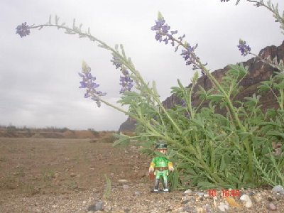 Texas Blue Bonnet.JPG (42.83 KiB) 3640 mal betrachtet Die texanische Nationalpflanze! Ein Texas Blue Bonnet! Keine fünf Meter weiter fließt der Rio Grande.