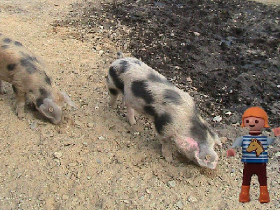 IMG_0663 Kopie.jpg (255.83 KiB) 559 mal betrachtet Öko Schweine
