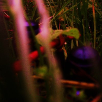 P1012690.JPG