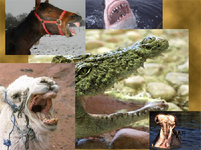 oeffnung.jpg (56.56 KiB) 2085 mal betrachtet oeffnung.jpg