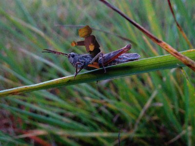 Grashüpfer01.jpg (117.11 KiB) 1103 mal betrachtet Grashüpfer01.jpg