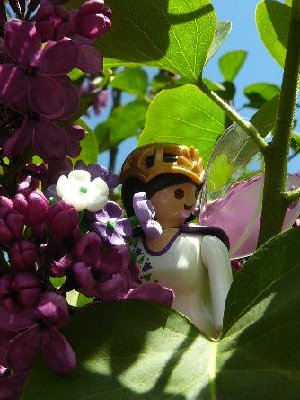 Bluetenfee3.jpg (35.22 KiB) 31401 mal betrachtet Bluetenfee3.jpg