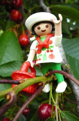 kirsche-2.jpg (119.65 KiB) 30794 mal betrachtet kirsche-2.jpg