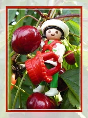 kirschen-k.jpg (77.64 KiB) 30810 mal betrachtet kirschen-k.jpg