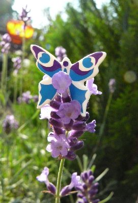 lavendel1k.jpg (122.23 KiB) 31407 mal betrachtet lavendel1k.jpg