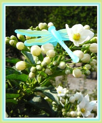 Libellen-yasmink.jpg (147.53 KiB) 30797 mal betrachtet Libellen-yasmink.jpg