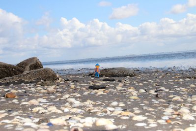 Pellworm 16.04.2012 034.JPG