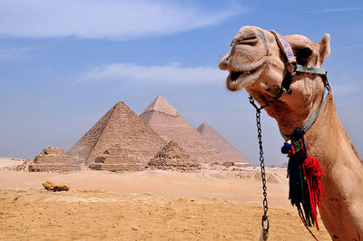 camel (2).jpg