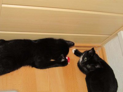 sammy und elli 017.jpg