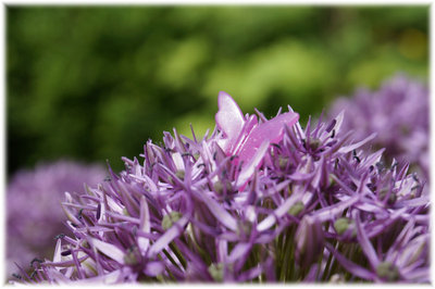 Schmetterling-3.jpg