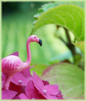 Flamingo-.jpg