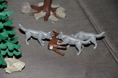 IMG_2931.JPG
