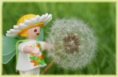 pusteblume.jpg