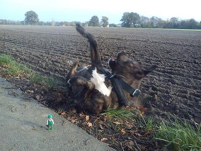 Felix (3).jpg (63.74 KiB) 2325 mal betrachtet Manch mal denk ich mir Lursa hat nen spitzes Haar im A.... oder ihr juckt das Fell