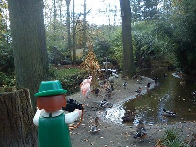DSC00452.jpg (58.47 KiB) 2176 mal betrachtet Die letzten zwei Flamingos lassen die Trostlosigkeit im Tierpark Hamm nur erahnen