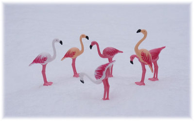 flamingoschnee.jpg