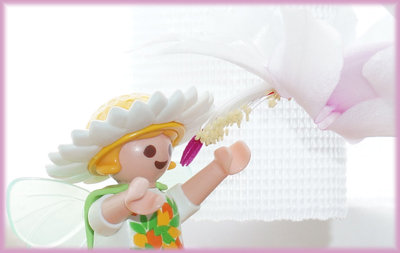 Weihnachtskaktus-zu-Ostern.jpg