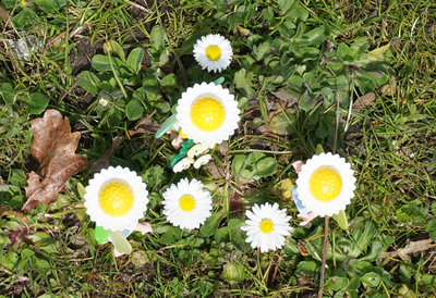 Gaenseblumenmeeting1.jpg
